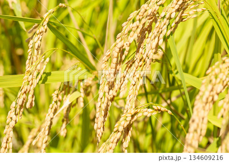 稲穂 134609216