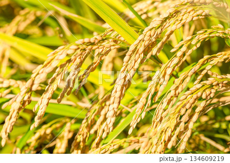 稲穂 134609219