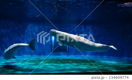 シロイルカ 134609774
