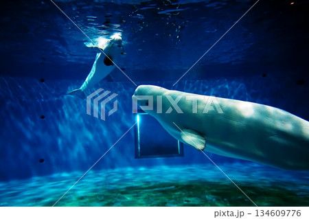 シロイルカ 134609776