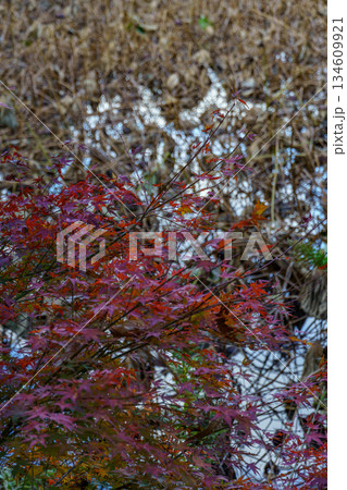 Kyoto in Japan 134609921