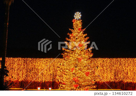 Christmas Tree in Budva with Festive Garland Lights on Citadel Wall 134610272