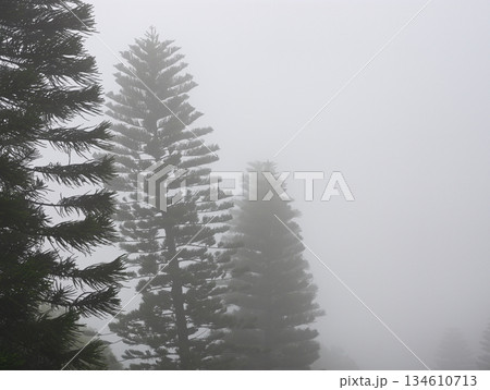 Mysterious foggy pine forest 134610713