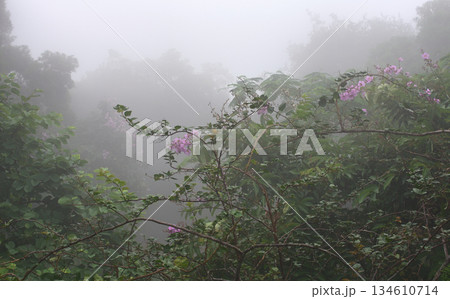 Misty Forest with Purple Flowers 134610714