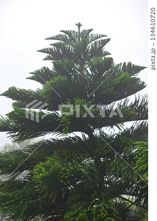 Lush Pine Tree Against Foggy Sky 134610720