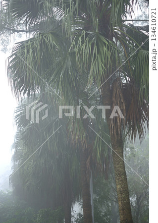 Misty Palm Trees in Dense Fog Misty Palm Trees in Dense Fog 134610721