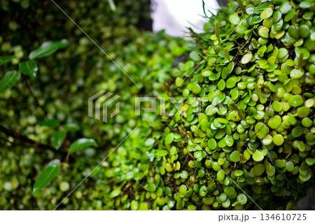Close-Up of Lush Green Foliage Close-Up of Lush Green Foliage 134610725