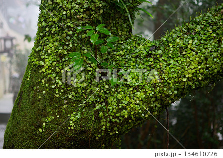 Tree Trunk with Moss and Leaves Tree Trunk with Moss and Leaves 134610726
