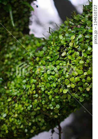 Lush Green Leaves on Tree Branch 134610727