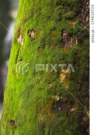 Tree Trunk with Vibrant Green Moss Tree Trunk with Vibrant Green Moss 134610728