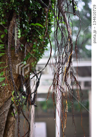 Close-Up of Hanging Tree Roots 134610729