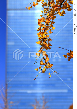 Colorful yellow autumn leaves on ginkgo tree branches background with modern building windows. 134612193