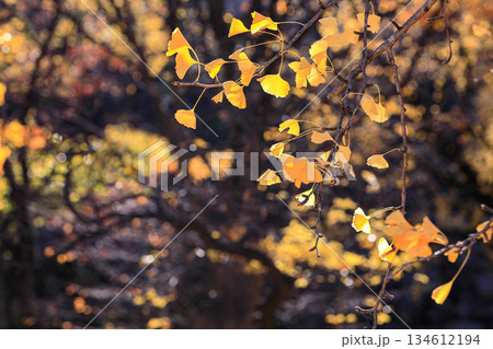 Colorful yellow autumn leaves on ginkgo tree branches. Colorful yellow autumn leaves on ginkgo tree branches. 134612194