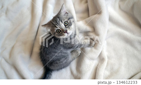 A sweet and adorable Scottish tabby kitten 134612233