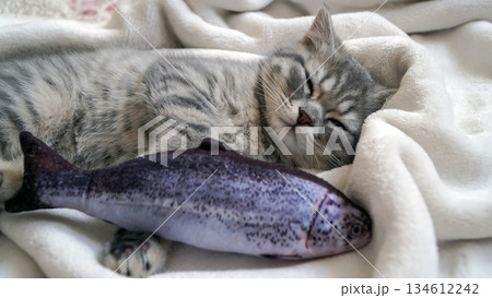 A sweet and adorable Scottish tabby kitten 134612242