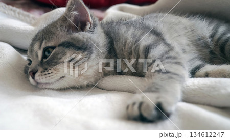 A sweet and adorable Scottish tabby kitten A sweet and adorable Scottish tabby kitten 134612247