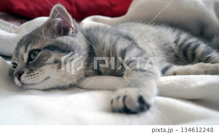 A sweet and adorable Scottish tabby kitten 134612248
