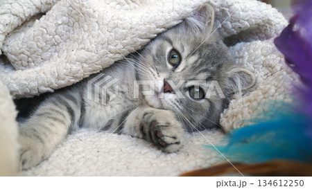 A sweet and adorable Scottish tabby kitten A sweet and adorable Scottish tabby kitten 134612250