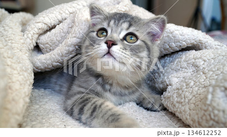 A sweet and adorable Scottish tabby kitten 134612252