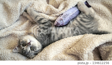 A sweet and adorable Scottish tabby kitten 134612256