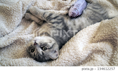 A sweet and adorable Scottish tabby kitten A sweet and adorable Scottish tabby kitten 134612257