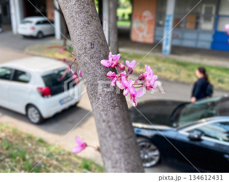 Pink blossoms growing directly from tree trunk on city street. Urban nature resilience, spring transformation and coexistence of life within everyday environment. 134612431