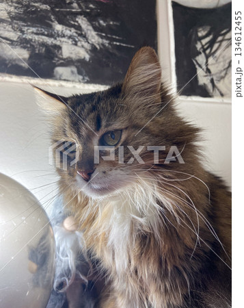 Close up portrait of domestic cat indoors. Calm gaze, soft fur texture, emotional connection and peaceful home lifestyle atmosphere with pet companionship. 134612455