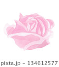 A pink rose.The isolated image is executed in a simple watercolor style.  134612577