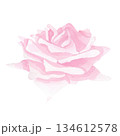 A soft rose 134612578