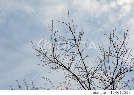 Lonicera maackii branches in early spring against cloudy sky Lonicera maackii branches in early spring against cloudy sky 134612595