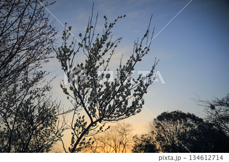 朝焼けの空に浮かぶ梅の木のシルエット 134612714