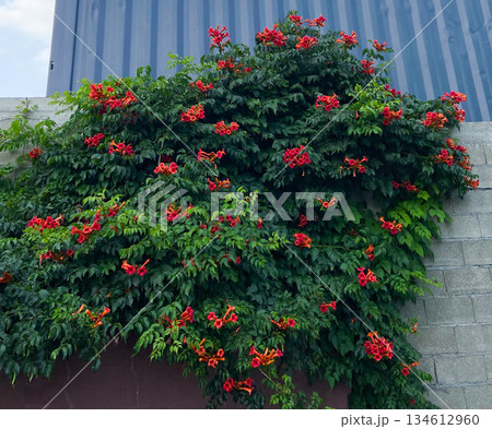 Blooming Campsis radicans climbing over an urban wall. Lush summer vegetation, ornamental vine growth, vibrant trumpet flowers, and natural greenery softening industrial architecture. 134612960