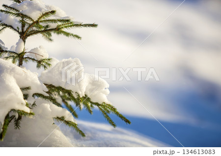Young tender spruce tree brunches with green needles covered with deep snow and hoarfrost on bright blue and white colorful copy space background. Merry Christmas and Happy New Year greeting card. Young tender spruce tree brunches with green needles covered with deep snow and hoarfrost on bright blue and white colorful copy space background. Merry Christmas and Happy New Year greeting card. 134613083