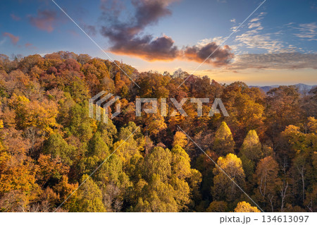 Wooded Appalachian mountains in North Carolina at sunset with yellow forest trees at fall season. Beauty of autumnal nature 134613097