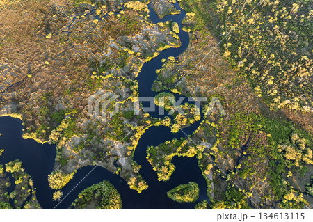 Wild tropical nature with dense green vegetation at sunset. Florida wetland river in southern USA Wild tropical nature with dense green vegetation at sunset. Florida wetland river in southern USA 134613115