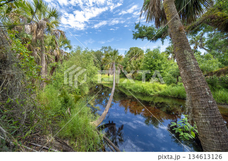 Wetlands wild tropical nature with dense green rainforest. Florida jungles Wetlands wild tropical nature with dense green rainforest. Florida jungles 134613126