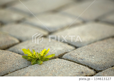 Weed plants growing between concrete pavement bricks. Weed plants growing between concrete pavement bricks. 134613127
