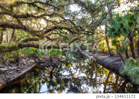 Tropical jungles with fresh water river between green palm trees and wild vegetation in southern Florida. Dense rainforest ecosystem Tropical jungles with fresh water river between green palm trees and wild vegetation in southern Florida. Dense rainforest ecosystem 134613172