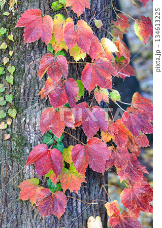 Colorful autumn Boston ivy leaves on tree branches. Colorful autumn Boston ivy leaves on tree branches. 134613225