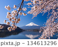 富士山と桜と湖 134613296