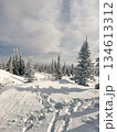 Snowy forest landscape with pine trees under cloudy sky 134613312