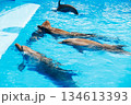 Playful Dolphins Swimming in a Clear Blue Pool 134613393