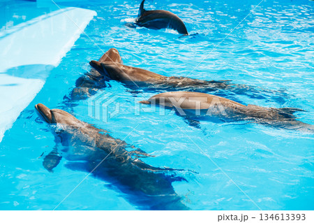 Playful Dolphins Swimming in a Clear Blue Pool 134613393