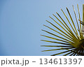 Palm Leaf Against Clear Blue Sky on a Sunny Day 134613397