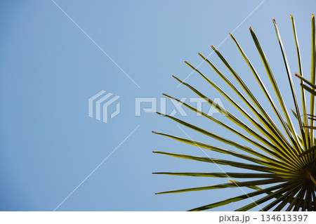 Palm Leaf Against Clear Blue Sky on a Sunny Day 134613397