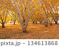 Autumn Ginkgo Leaves in Full Color 134613868