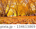 黄金色に色づいた秋のイチョウ 134613869