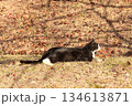 公園の地面で穏やかに横たわる猫 134613871