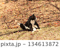 公園でくつろいで休む猫 134613872