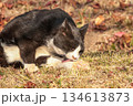 Relaxing Cat Resting in a Public Park 134613873